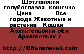 Шотланская голубоглазая  кошечка › Цена ­ 5 000 - Все города Животные и растения » Кошки   . Архангельская обл.,Архангельск г.